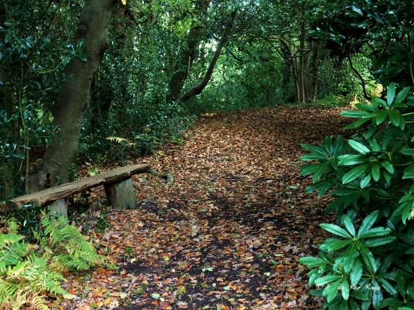 Bois des moutiers fall 2012 (21)